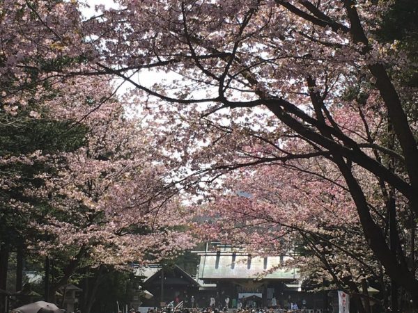 北海道神宮 桜満開 シティタワー札幌 住友不動産の新築マンション 分譲マンション 戸建の公式ブログ