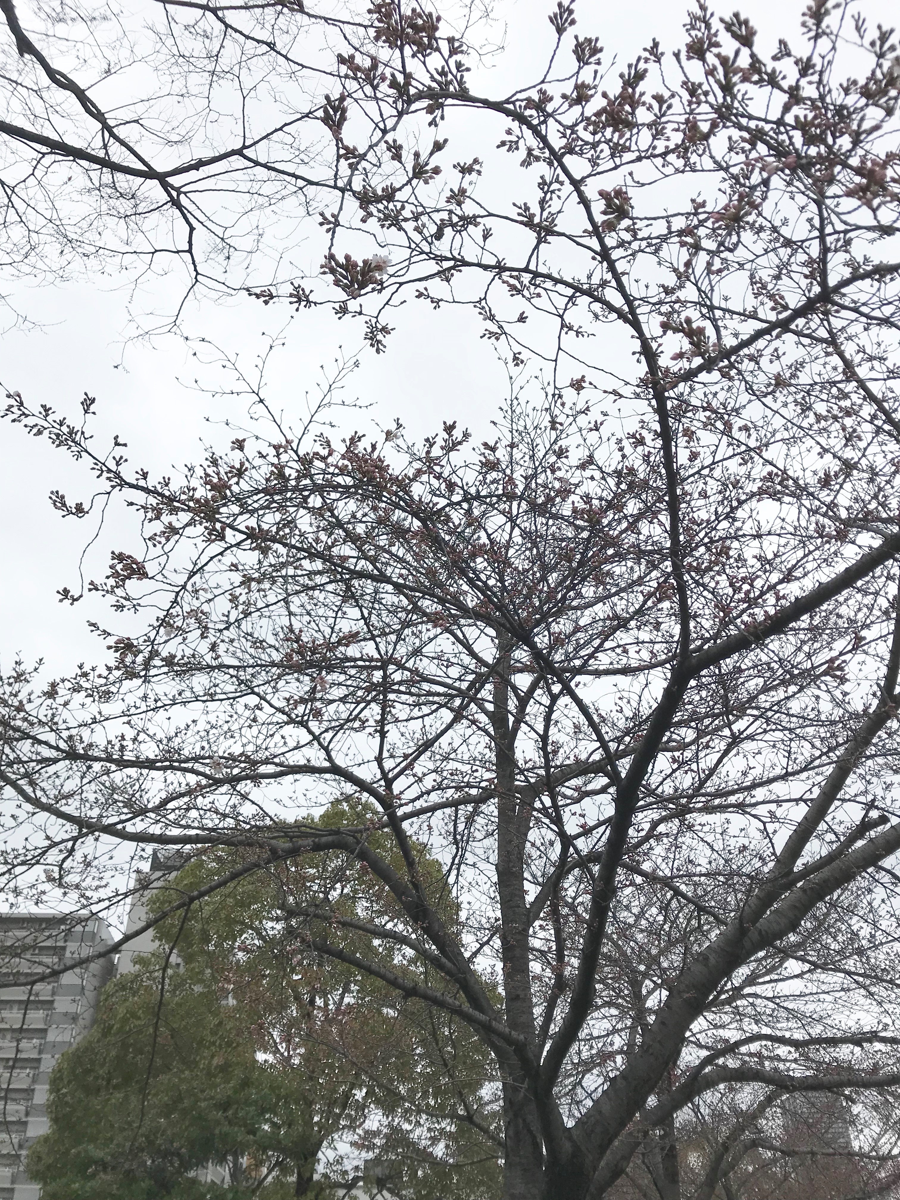 桜開花状況 扇町公園 シティタワー東梅田パークフロント 住友不動産の新築マンション 分譲マンション 戸建の公式ブログ