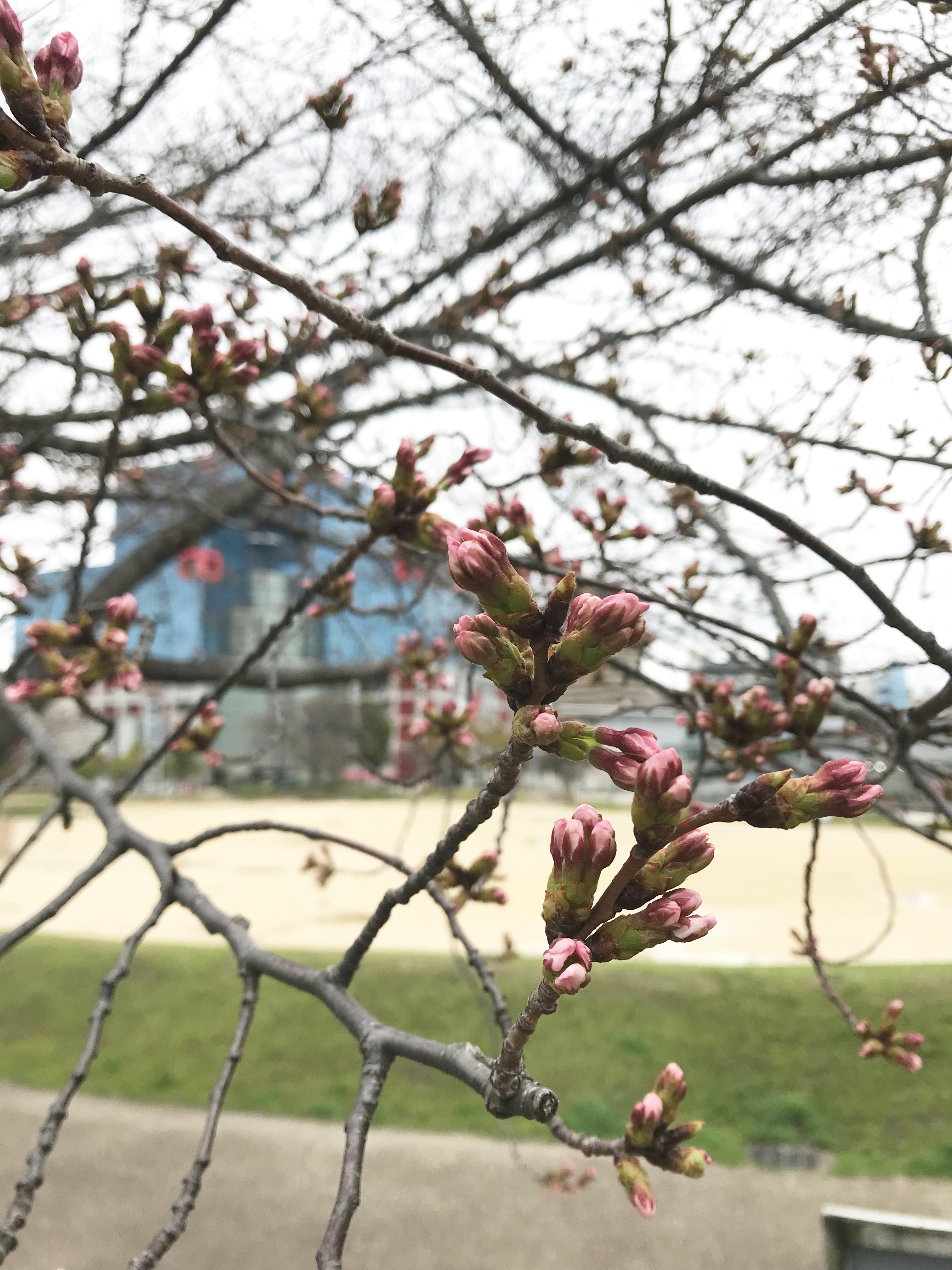 桜開花状況 扇町公園 シティタワー東梅田パークフロント 住友不動産の新築マンション 分譲マンション 戸建の公式ブログ