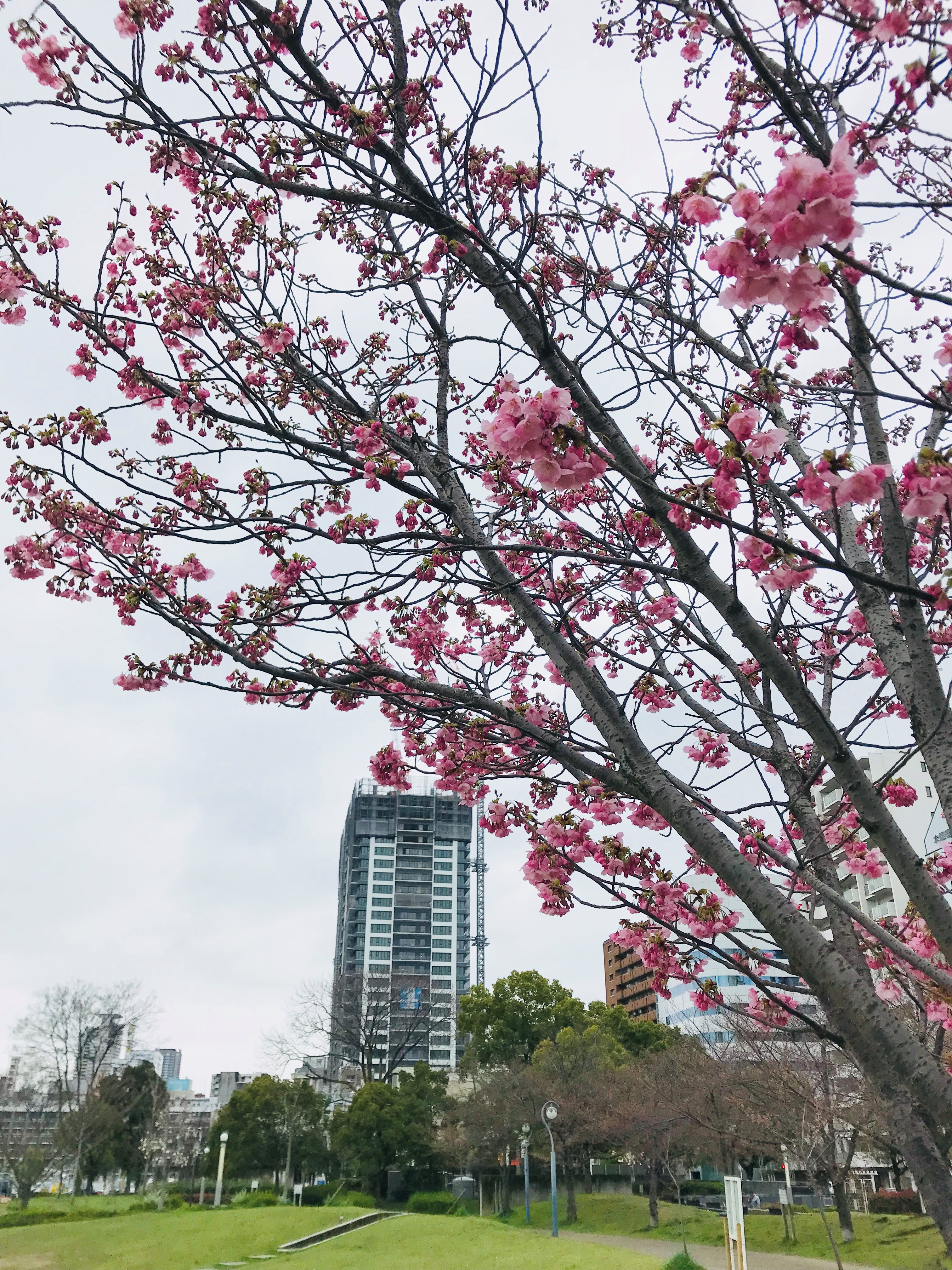 桜開花状況 扇町公園 シティタワー東梅田パークフロント 住友不動産の新築マンション 分譲マンション 戸建の公式ブログ