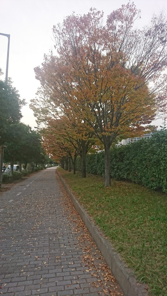 鶴見公園の紅葉 シティテラス鶴見緑地公園 住友不動産の新築マンション 分譲マンション 戸建の公式ブログ