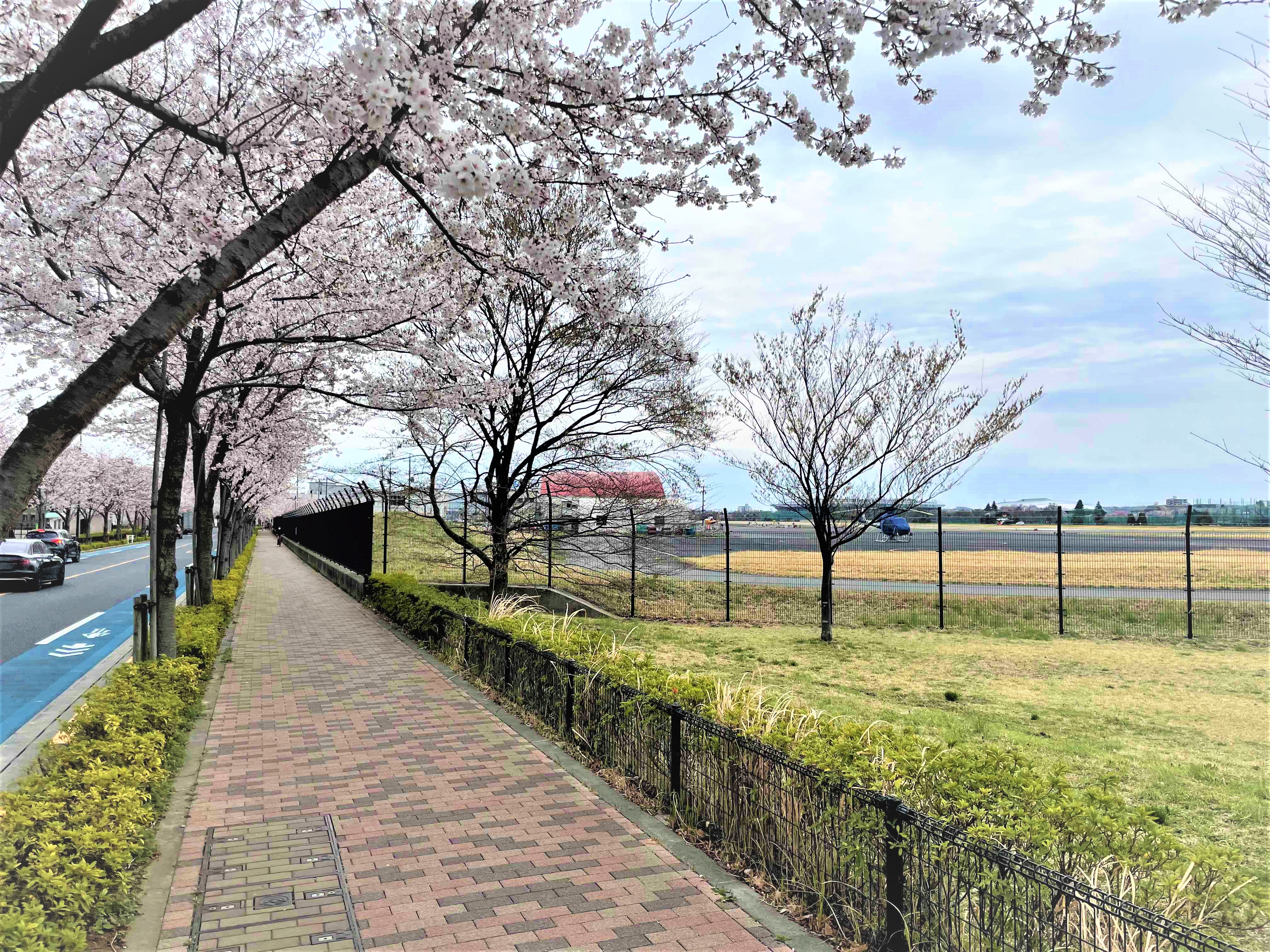 調布でお花見はいかが 調布の桜スポットご紹介 シティハウス調布 住友不動産の新築マンション 分譲マンション 戸建の公式ブログ