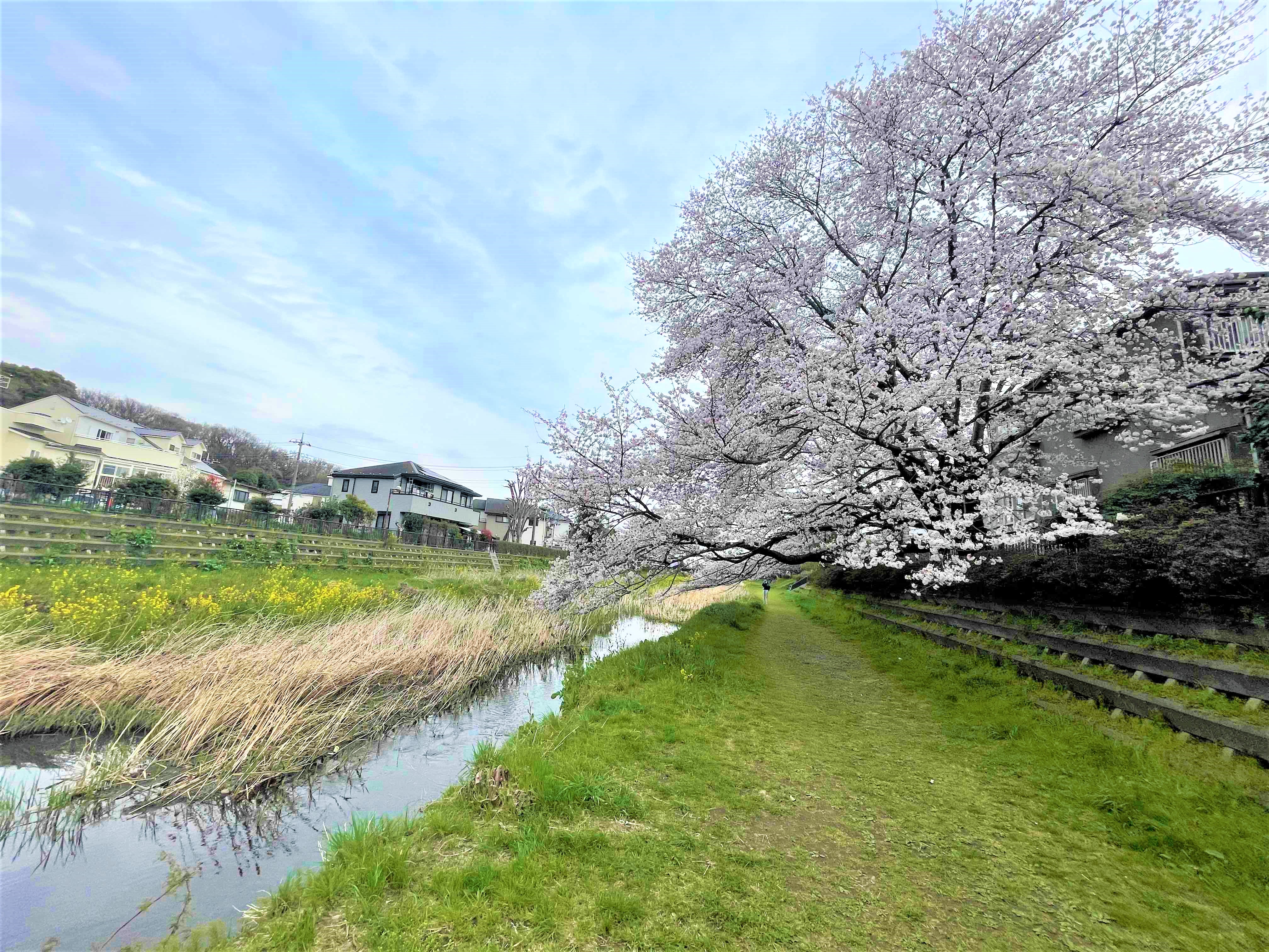 調布でお花見はいかが 調布の桜スポットご紹介 シティハウス調布 住友不動産の新築マンション 分譲マンション 戸建の公式ブログ