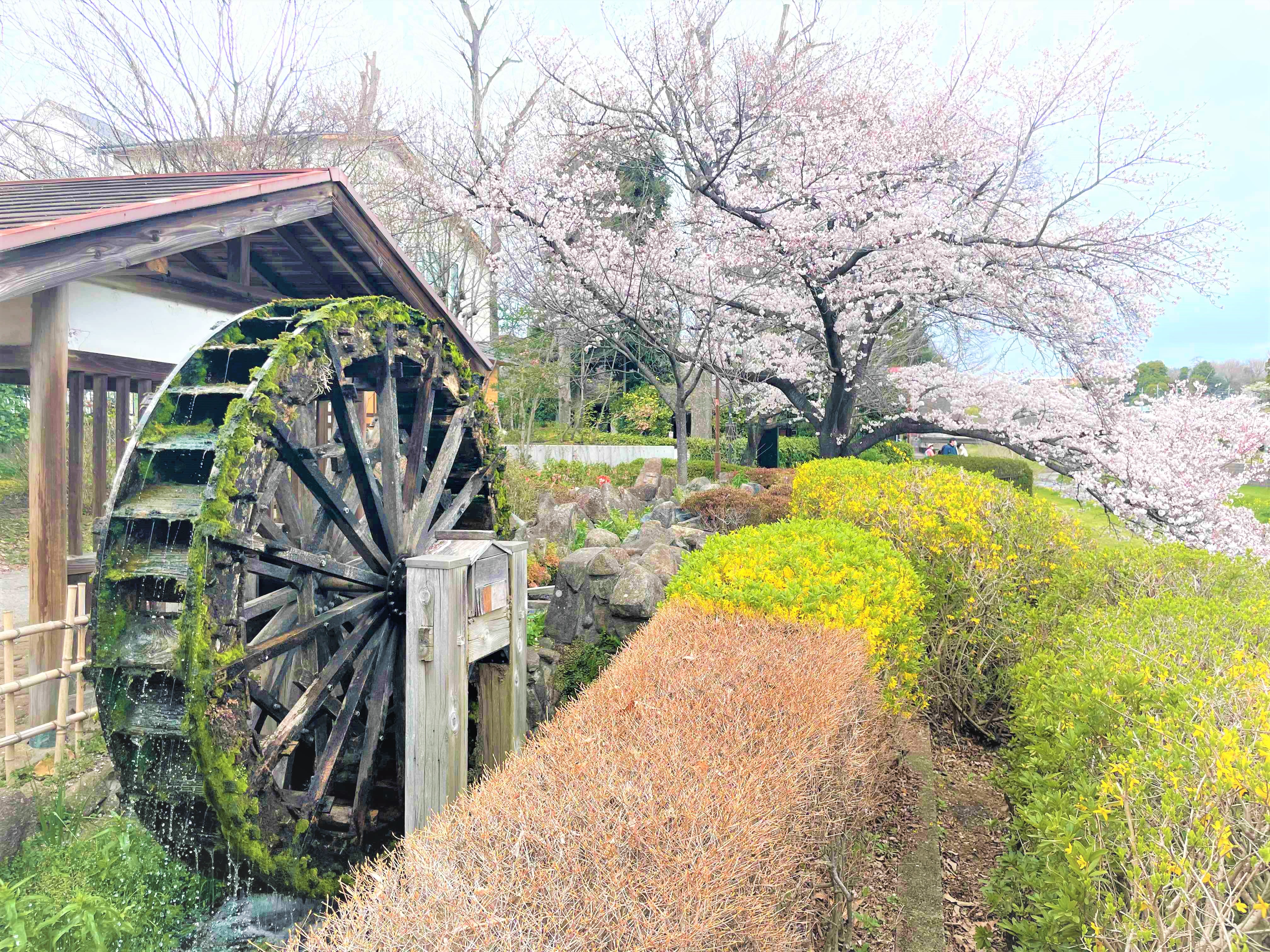 調布でお花見はいかが 調布の桜スポットご紹介 シティハウス調布 住友不動産の新築マンション 分譲マンション 戸建の公式ブログ