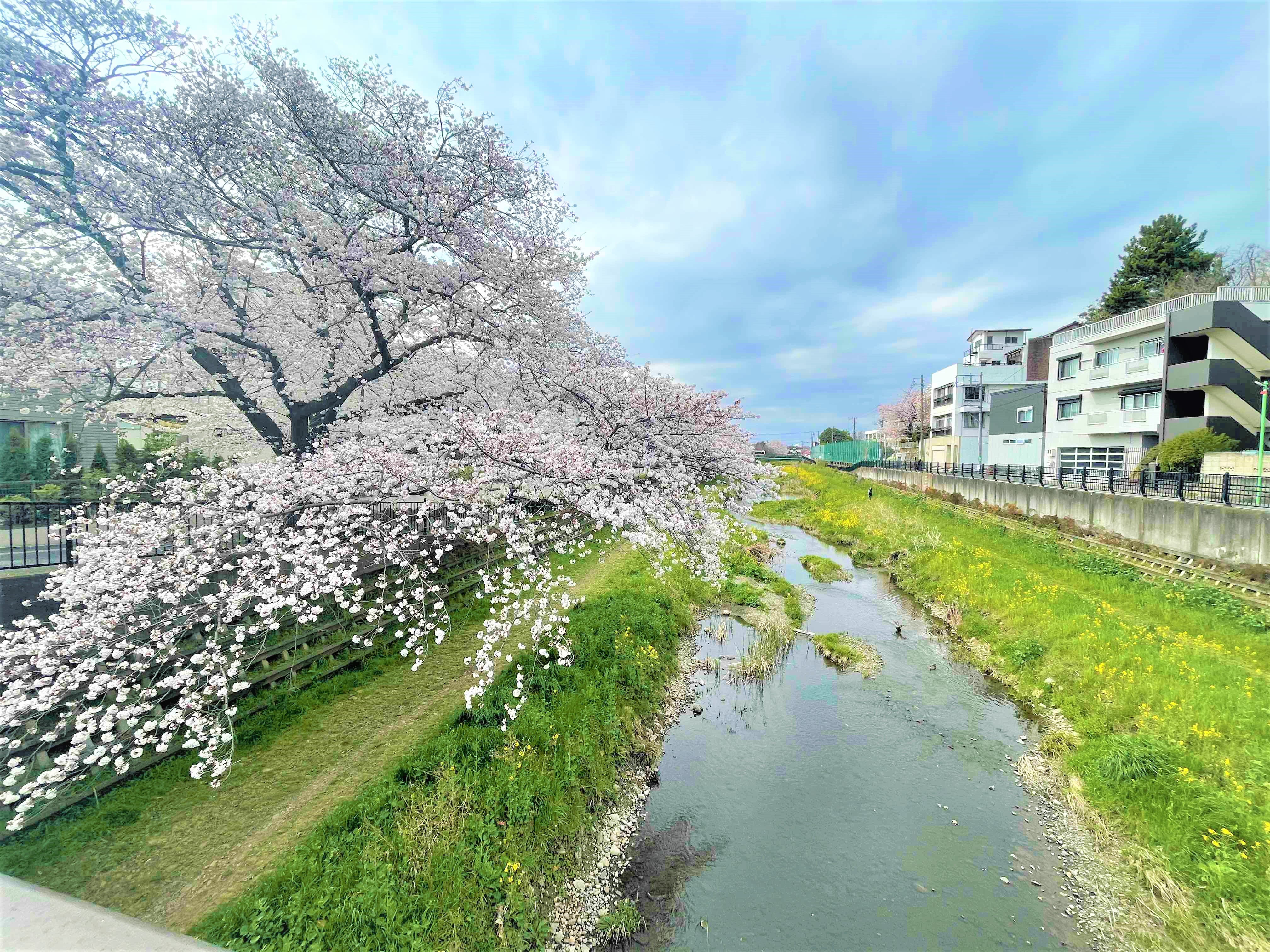 調布でお花見はいかが 調布の桜スポットご紹介 シティハウス調布 住友不動産の新築マンション 分譲マンション 戸建の公式ブログ