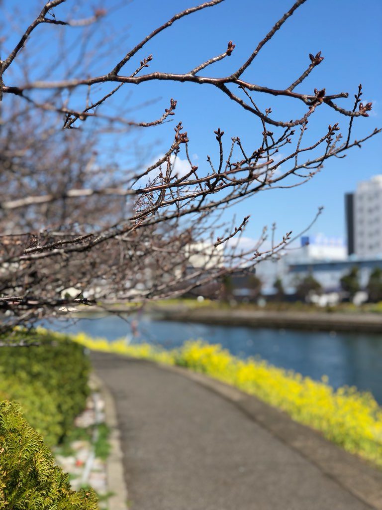 お花見 ジョギングコースにもお勧め 季節の先取り情報 シティタワー大井町 住友不動産の新築マンション 分譲マンション 戸建の公式ブログ